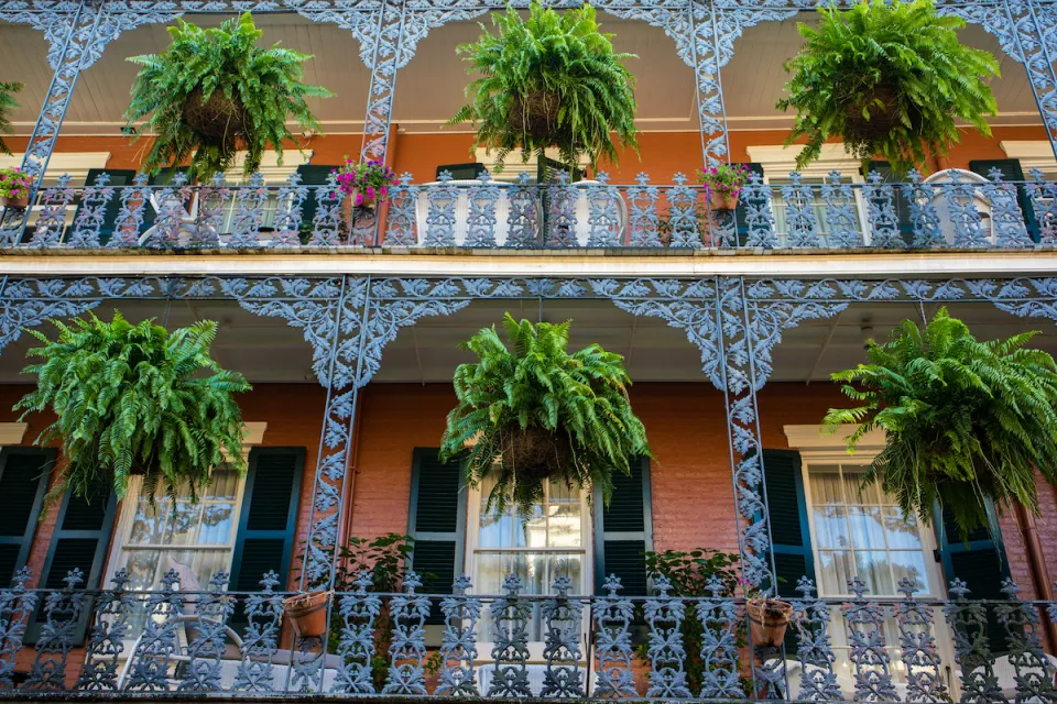 View looking up at wrought iron French Quarter balcony in New Orleans with bright green fern plants in planters.